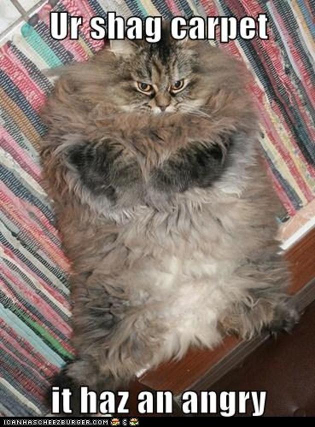 carpet cat