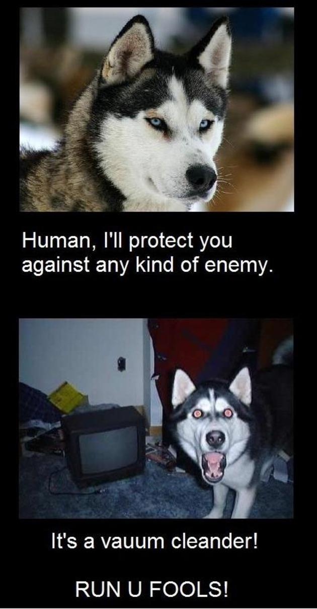 dogs explained epic