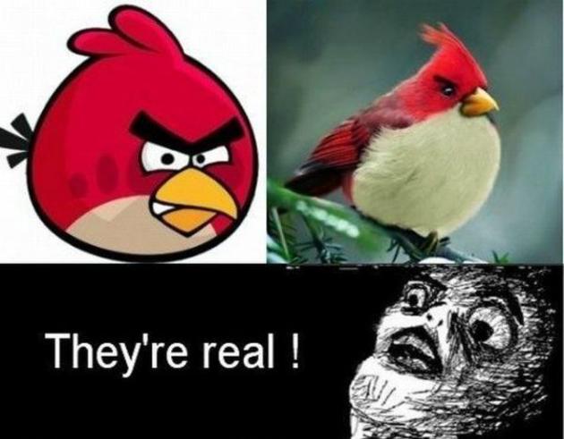 crazy birds