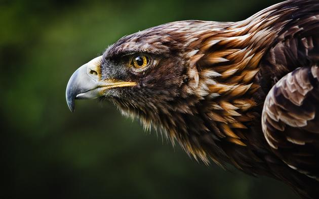 Golden Eagle wallpaper HD by William Hornaday