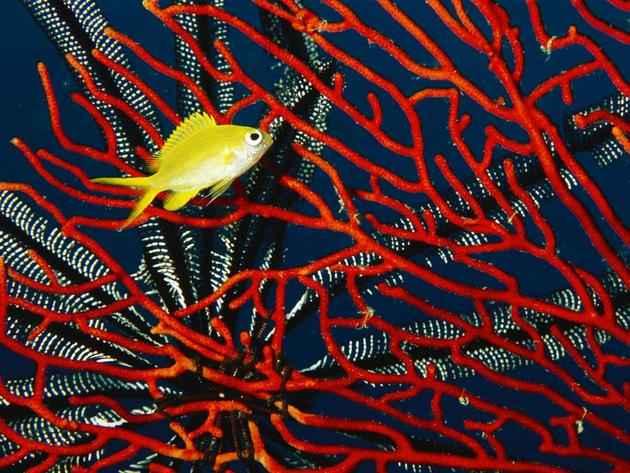 Golden Damselfish in Fiji Tim Laman