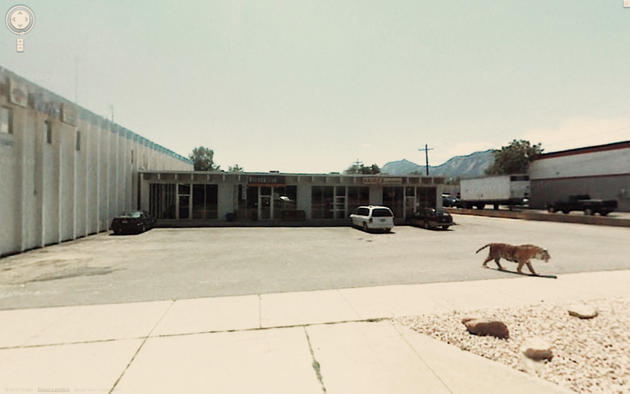 Tiger walking by on Google Maps