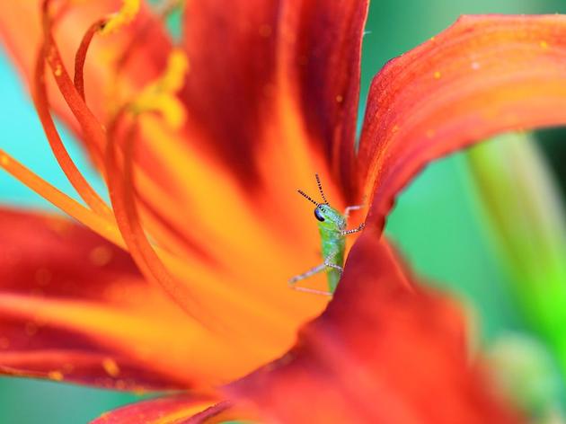 Grasshopper on a flower Georgia Bulent Erel