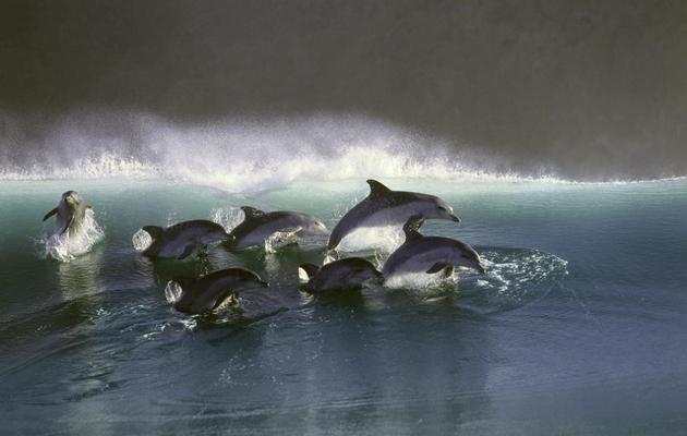 Dolphin Photo by Greg Huglin