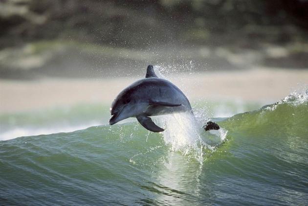 Dolphin Photo by Greg Huglin
