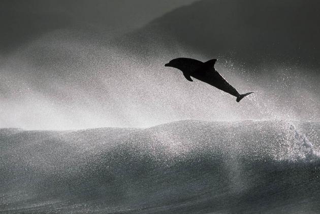 Dolphin Photo by Greg Huglin