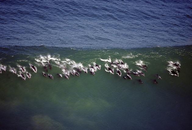 Dolphin Photo by Greg Huglin