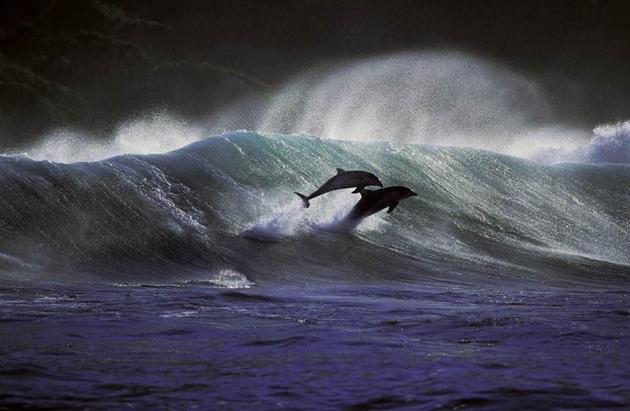 Dolphin Photo by Greg Huglin