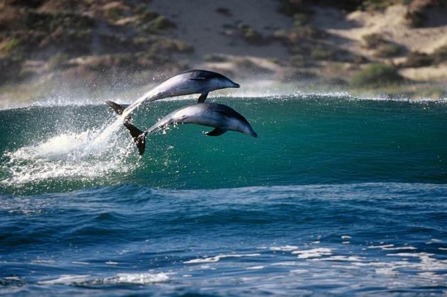 Dolphin Photo by Greg Huglin