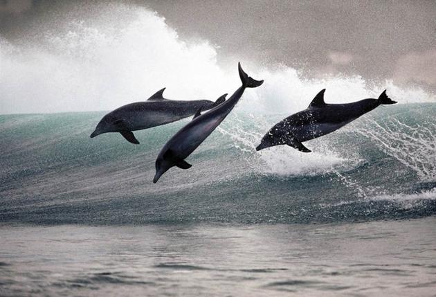 Dolphin Photo by Greg Huglin