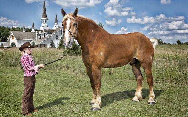 Largest Horse Guinness 2013