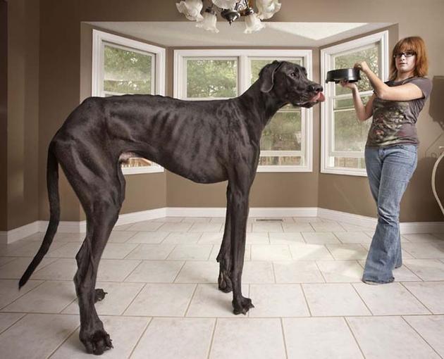 Tallest Dog Ever Guinness 2013