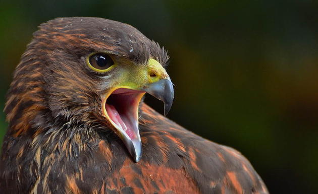 Popular Hawk Species