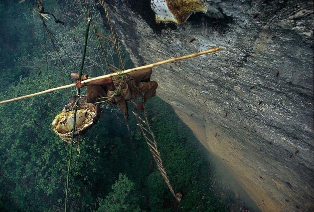 Brave Himalayan Honey Hunters