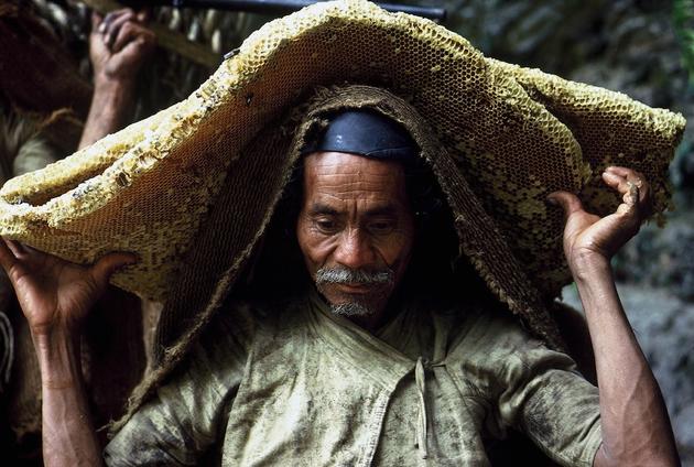 Brave Himalayan Honey Hunters