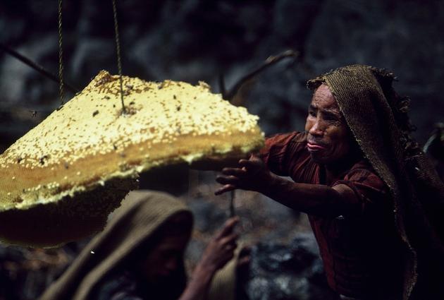 Brave Himalayan Honey Hunters