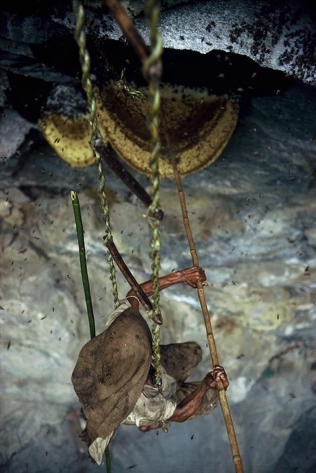 Brave Himalayan Honey Hunters