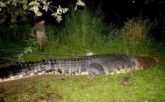 record size crocodile