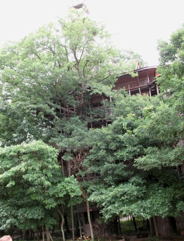 Massive tree house