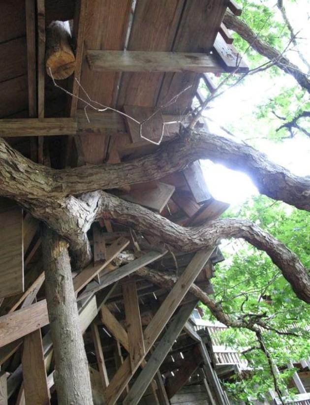 Home made tree house