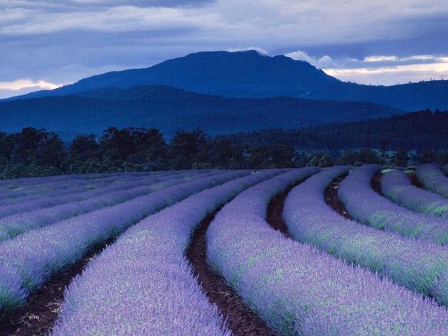 Lavender Fields Tasmania Gerd Ludwig