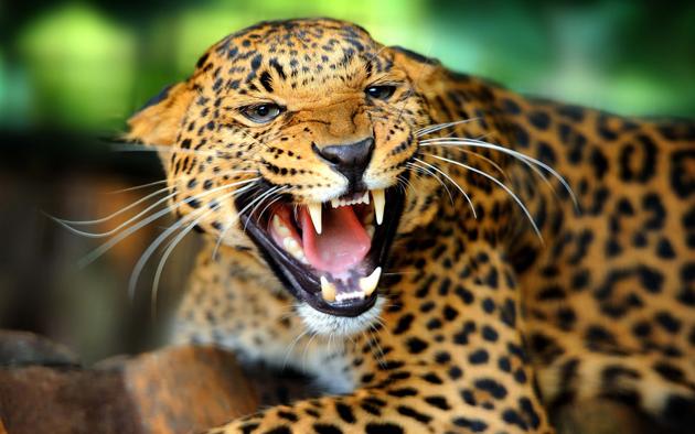 Leopard HD Wallpaper