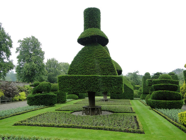 Amazing Tree in Laven Hall Garden