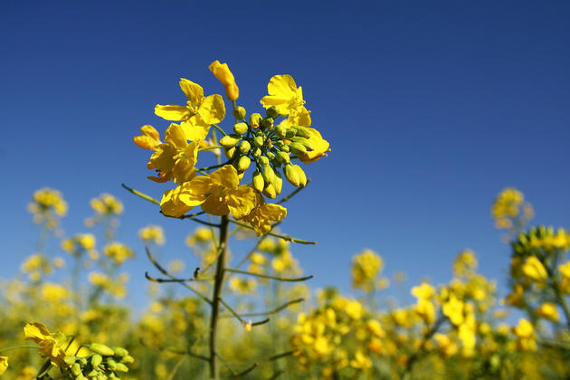 Canola Plants in the fields of China