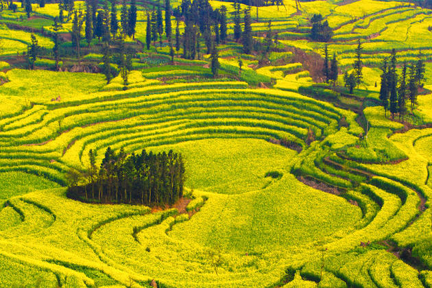 Close angle of the cascading Canola Fields in Luoping