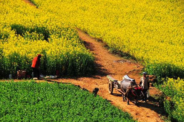 Farmers and their Canola fields of China.