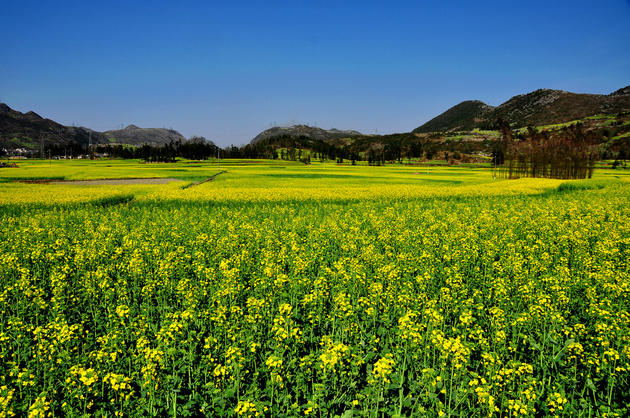 Beautiful Yellow Fields of Canola in Luoping