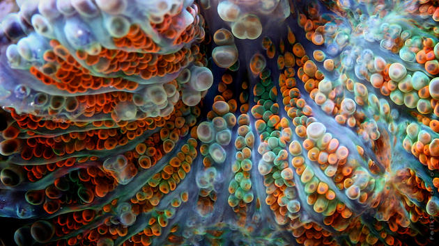 Salt Water Corals by Felix Salazar