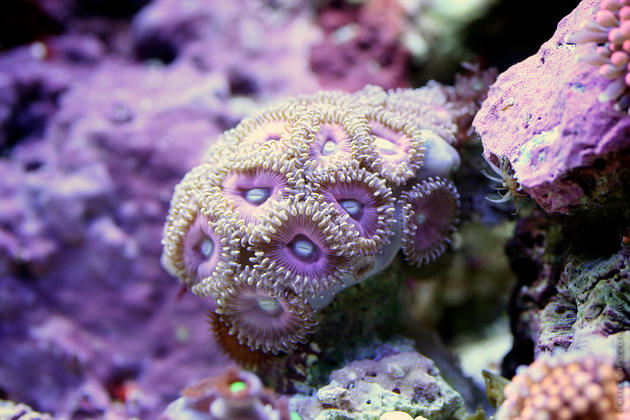 Salt Water Corals by Felix Salazar