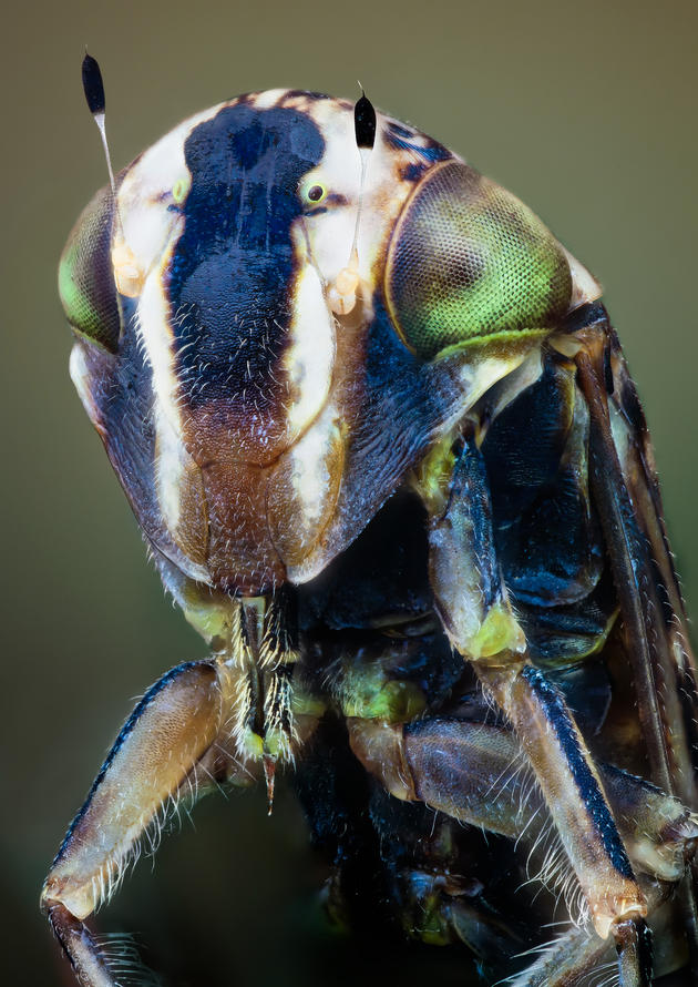 Macro insects photos by John Hallmén