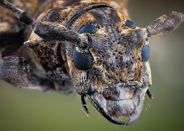 Macro insects photos by John Hallmén