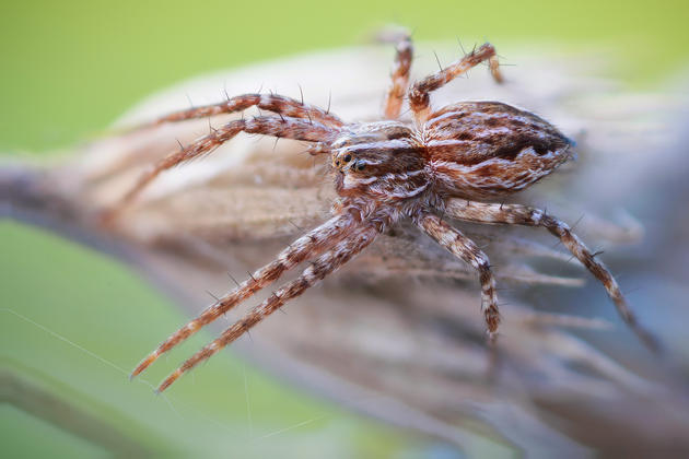 Macro insects photos by John Hallmén