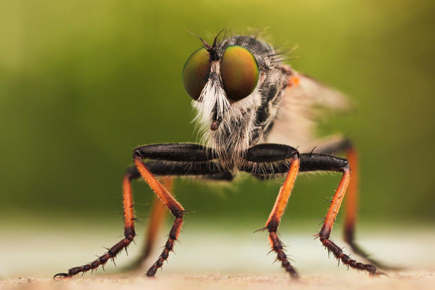 Macro insects photos by John Hallmén