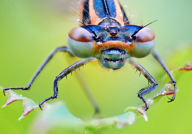 Macro insects photos by John Hallmén