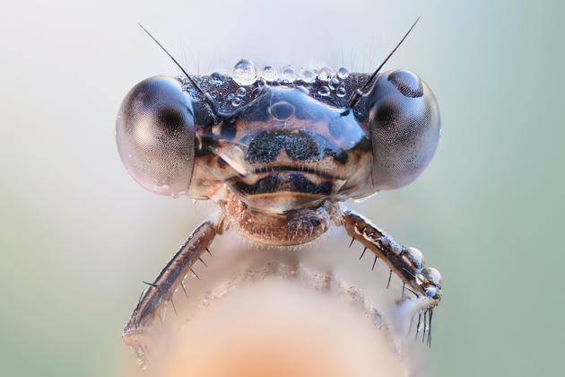 Macro insects photos by John Hallmén