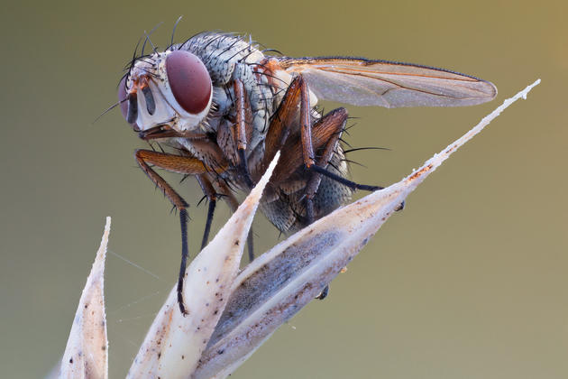 Macro insects photos by John Hallmén