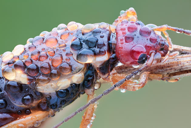 Macro insects photos by John Hallmén