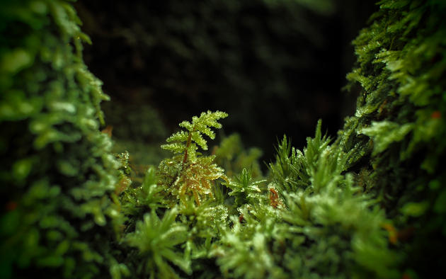 macro moss hd wallpaper