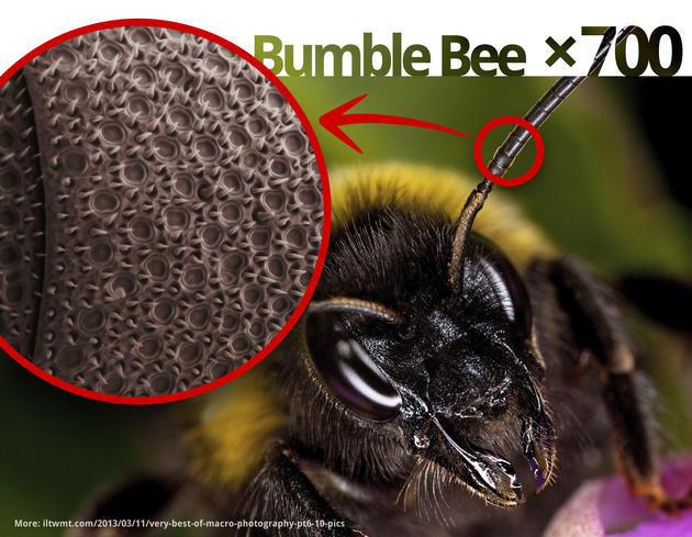 Bumble Bee Antenna