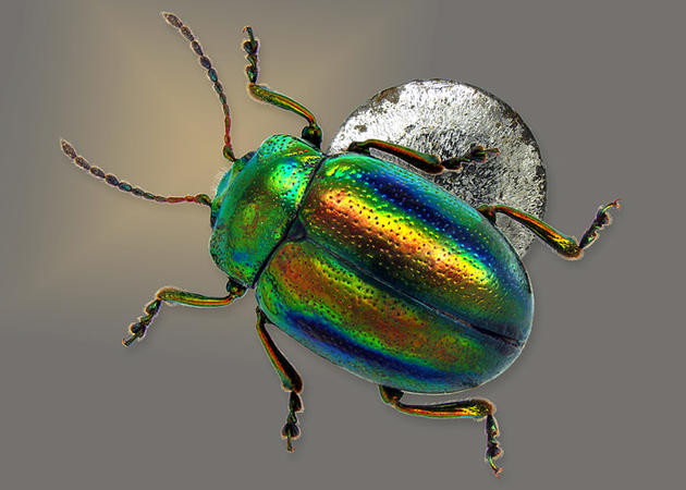 Micro leaf beetle