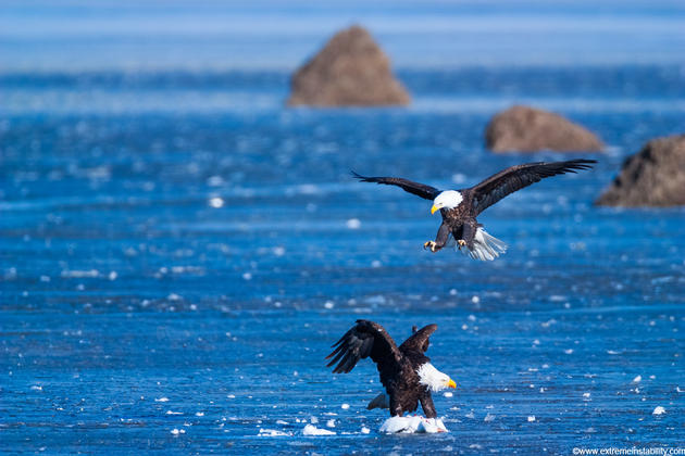 Mike Hollingshead Nature Photography