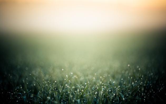 Eearly morning dew on grass HD Wallpaper