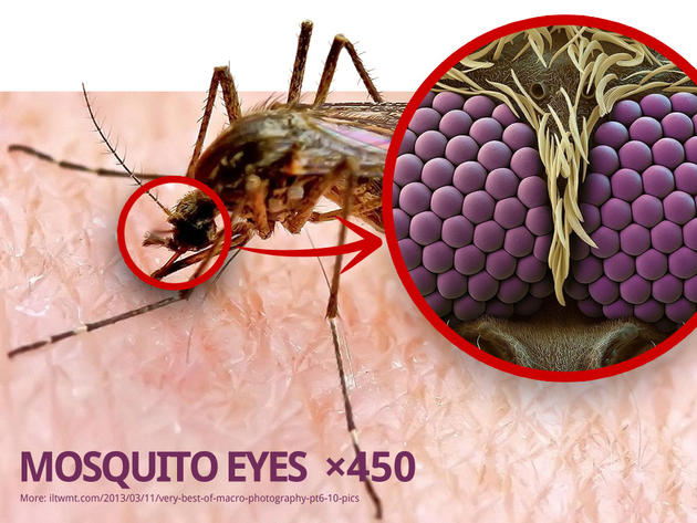 Mosquito Eyes ×450