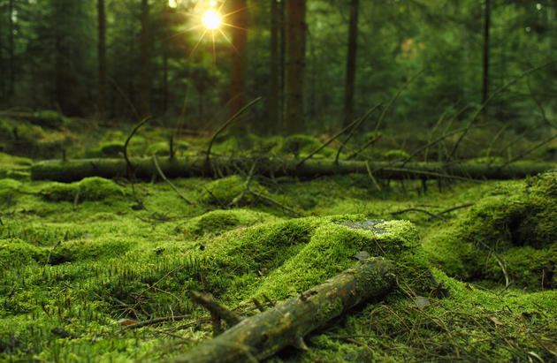 Mossy forest HD wallpaper