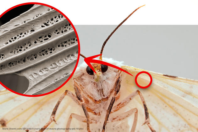 White moth's wing under electron microscope