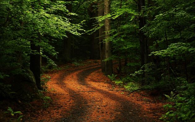 A beautiful road in a rain forest HD Wallpaper